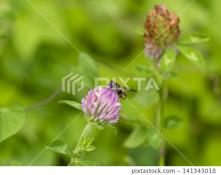 田野裡的紫三葉草和一隻蜜蜂 田野裡的紫三葉草和一隻蜜蜂 141343018