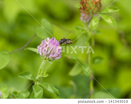田野裡的紫三葉草和一隻蜜蜂 田野裡的紫三葉草和一隻蜜蜂 141343019