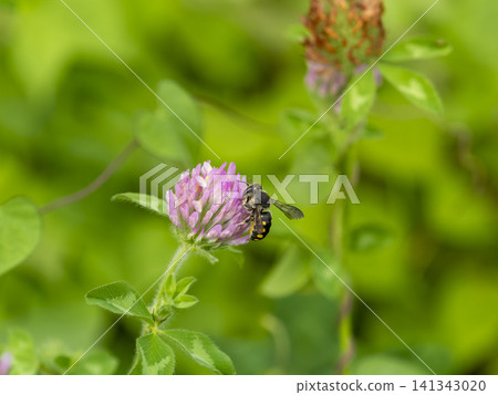 田野裡的紫三葉草和一隻蜜蜂 田野裡的紫三葉草和一隻蜜蜂 141343020