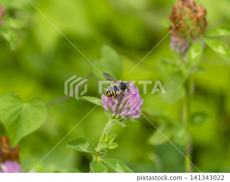 Purple clover and a bee in the field Purple clover and a bee in the field 141343022