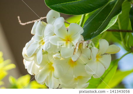 White Frangipani flower Plumeria alba with green leaves White Frangipani flower Plumeria alba with green leaves 141343056