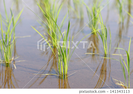 Rice Planting Rice Field Rice Planting Rice Field 141343113