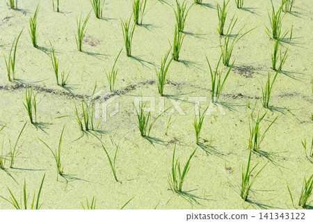 Rice Planting Rice Field Rice Planting Rice Field 141343122