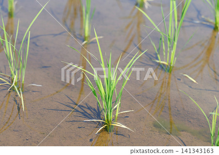 Rice Planting Rice Field Rice Planting Rice Field 141343163