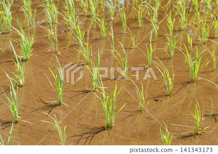 Rice Planting Rice Field Rice Planting Rice Field 141343173