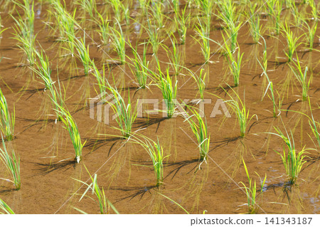 Rice Planting Rice Field Rice Planting Rice Field 141343187