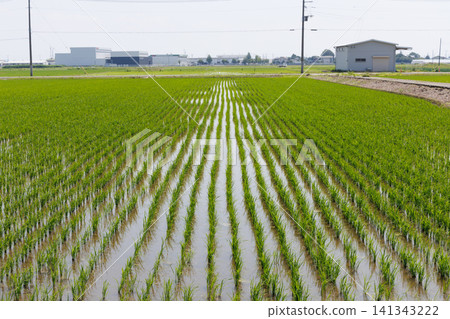 Rice Planting Rice Field Rice Planting Rice Field 141343222