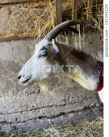 White Domestic Goat Portrait in Rustic Barn Setting White Domestic Goat Portrait in Rustic Barn Setting 141343229