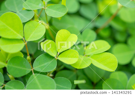 Natural green leaves plants texture background Natural green leaves plants texture background 141343291