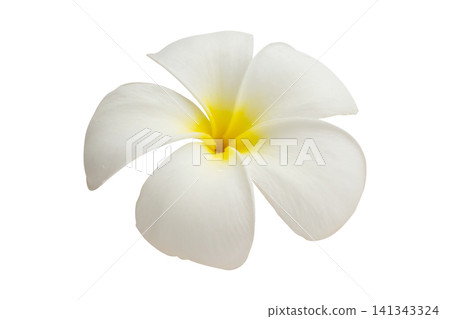 White frangipani flower isolated on white background White frangipani flower isolated on white background 141343324
