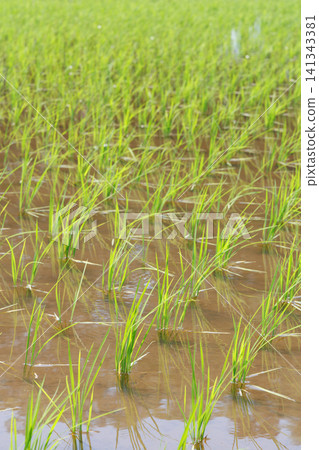 Rice Planting Rice Field Rice Planting Rice Field 141343381
