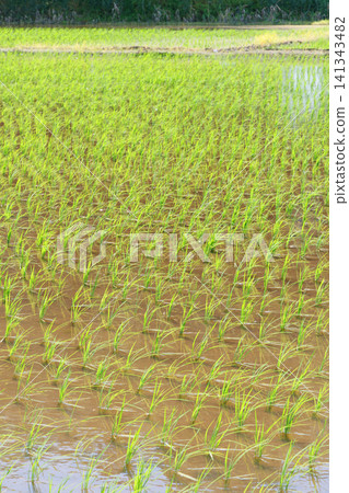 水稻種植稻田 水稻種植稻田 141343482