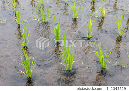 Rice Planting Rice Field 141343529