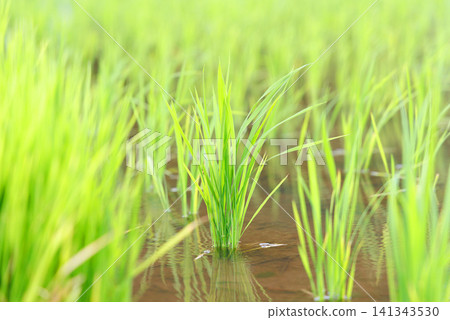 Rice Planting Rice Field Rice Planting Rice Field 141343530