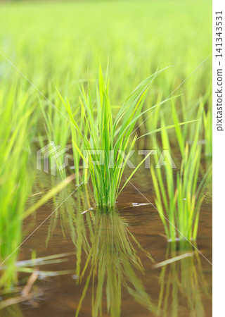 Rice Planting Rice Field Rice Planting Rice Field 141343531