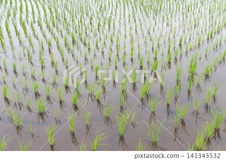 水稻種植稻田 水稻種植稻田 141343532