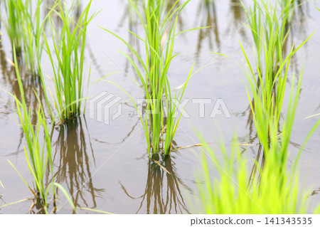 水稻種植稻田 水稻種植稻田 141343535