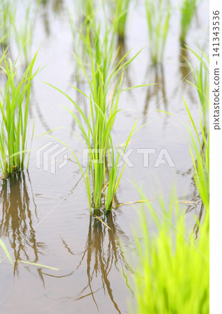 Rice Planting Rice Field Rice Planting Rice Field 141343536
