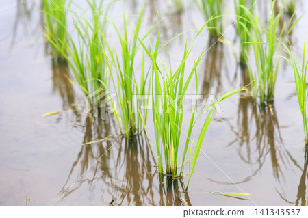 Rice Planting Rice Field Rice Planting Rice Field 141343537