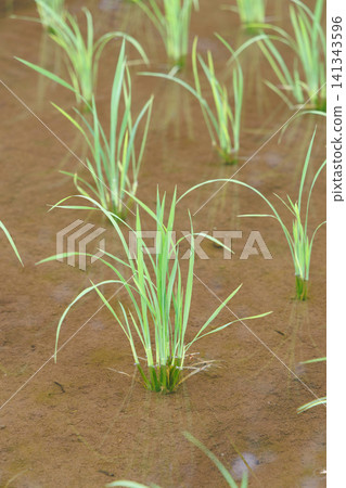 Rice Planting Rice Field Rice Planting Rice Field 141343596