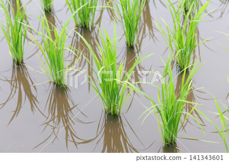 水稻種植稻田 水稻種植稻田 141343601