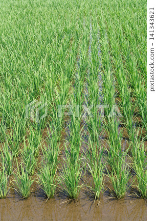 Rice Planting Rice Field Rice Planting Rice Field 141343621