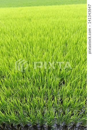 水稻種植稻田 水稻種植稻田 141343647