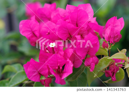 Bougainvillea Bougainvillea 141343763