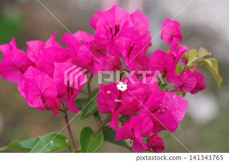 Bougainvillea Bougainvillea 141343765