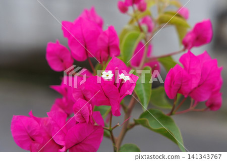 Bougainvillea Bougainvillea 141343767