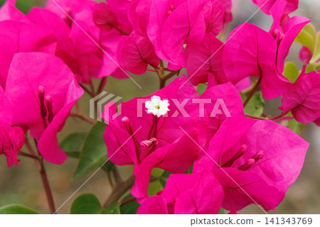 Bougainvillea Bougainvillea 141343769
