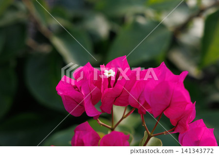 Bougainvillea Bougainvillea 141343772