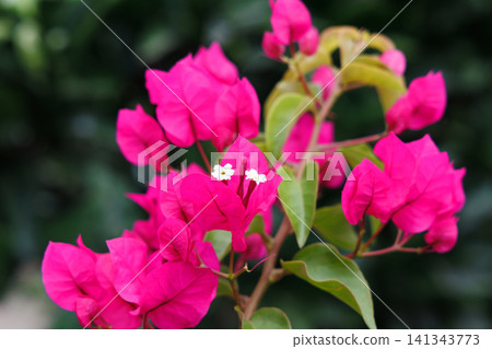 Bougainvillea Bougainvillea 141343773