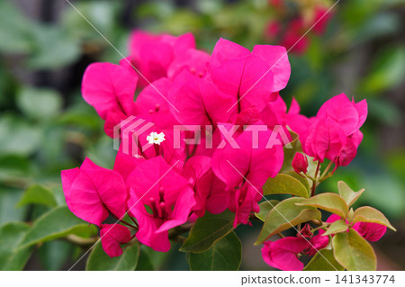 Bougainvillea 141343774
