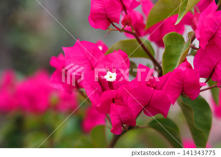 Bougainvillea Bougainvillea 141343775