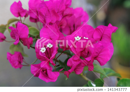 Bougainvillea Bougainvillea 141343777