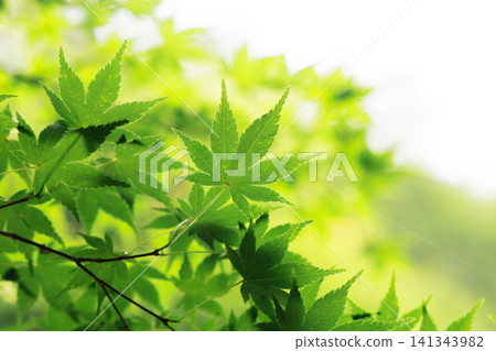 美麗的綠色楓葉 141343982