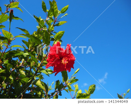 Okinawa, Taketomi Island: Bright red hibiscus flowers blooming brilliantly against a clear blue sky. 141344049