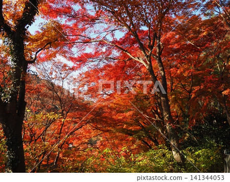 Daigo Town, Ibaraki Prefecture: Beautiful autumn scenery with trees displaying vibrant red and orange foliage and sunlight filtering through the leaves. Daigo Town, Ibaraki Prefecture: Beautiful autumn scenery with trees displaying vibrant red and orange foliage and sunlight filtering through the leaves. 141344053