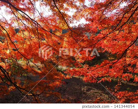 茨城縣醍醐町:鮮豔的紅色楓葉在秋日的陽光下閃閃發光,與其他秋葉樹木交相輝映。 茨城縣醍醐町:鮮豔的紅色楓葉在秋日的陽光下閃閃發光,與其他秋葉樹木交相輝映。 141344054