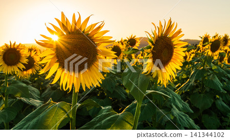 Sunflower field at dusk (Tsunan Sunflower Square) 141344102