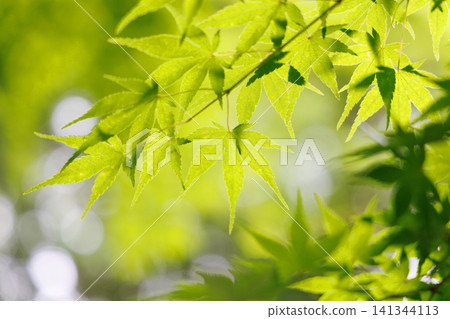 Beautiful green maple leaves Beautiful green maple leaves 141344113