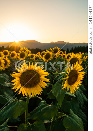 Sunflower field at dusk (Tsunan Sunflower Square) 141344174