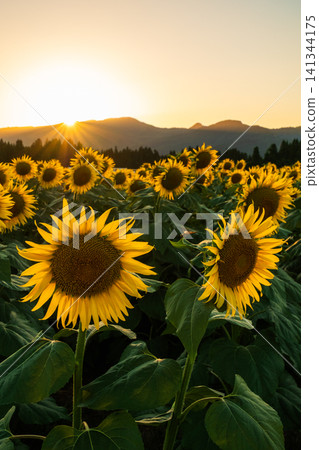 Sunflower field at dusk (Tsunan Sunflower Square) 141344175