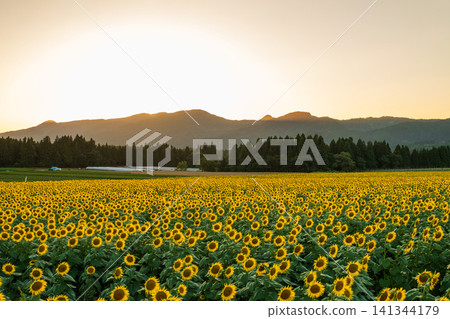 Sunflower field at dusk (Tsunan Sunflower Square) 141344179