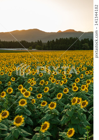 Sunflower field at dusk (Tsunan Sunflower Square) 141344182