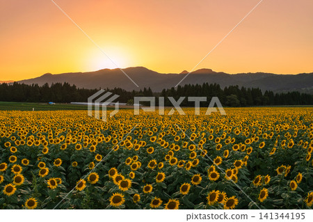 Sunflower field at dusk (Tsunan Sunflower Square) Sunflower field at dusk (Tsunan Sunflower Square) 141344195