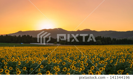 Sunflower field at dusk (Tsunan Sunflower Square) 141344196