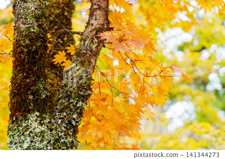 Autumn leaves maple leaves Autumn leaves maple leaves 141344273
