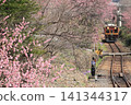 Watarase Valley Railway, Spring, Peach Blossoms 141344317